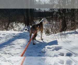 Chase - Male Staffordshire Bull Terrier-Unknown Mix Dog for Adoption - Photo #5