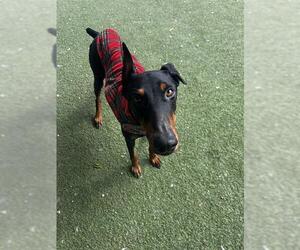 Doberman Pinscher Dogs for adoption in Chula Vista, CA, USA