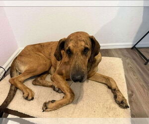 Ember - Male Great Dane Dog for Adoption - Photo #6