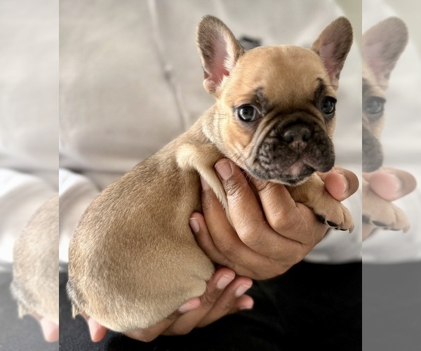 Medium Photo #1 French Bulldog Puppy For Sale in NAPLES, FL, USA