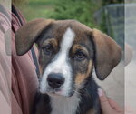 Small #5 German Shepherd Dog Mix
