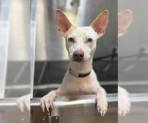 Mutt Dogs for adoption in San Antonio, TX, USA