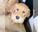 Small #3 Golden Retriever