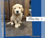Litter of 7 - Male(s) and Female(s) Golden RetrieverLitter of Puppies for Sale - Photo #13