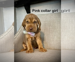 Bloodhound Puppy for sale in OTWAY, OH, USA