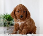 Small #1 Goldendoodle (Miniature)