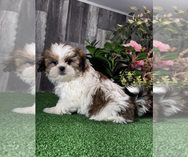 Medium Photo #3 Shih Tzu Puppy For Sale in CANOGA, NY, USA