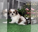 Small #2 Shih Tzu