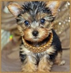 Small Photo #1 Yorkshire Terrier Puppy For Sale in SAN JOSE, CA, USA