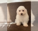 Small #12 Bichon Frise
