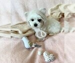 Small Photo #20 Maltese Puppy For Sale in MIAMI, FL, USA