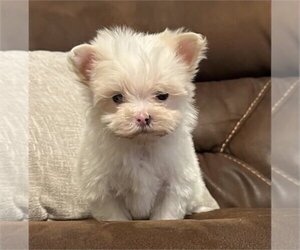 Maltese Puppy for sale in BOCA RATON, FL, USA