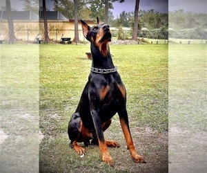 Father of the Doberman Pinscher puppies born on 03/05/2024