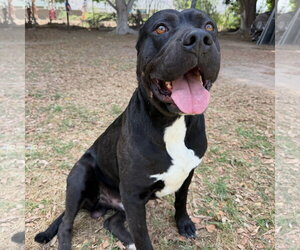 Mutt Dogs for adoption in Goodyear, AZ, USA