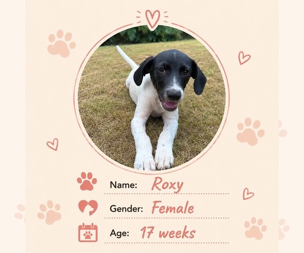 Medium Photo #1 Dachshund-Unknown Mix Puppy For Sale in NYC, NY, USA