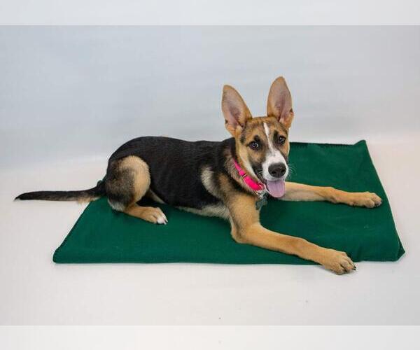 Medium Photo #6 Mutt Puppy For Sale in Kennesaw, GA, USA