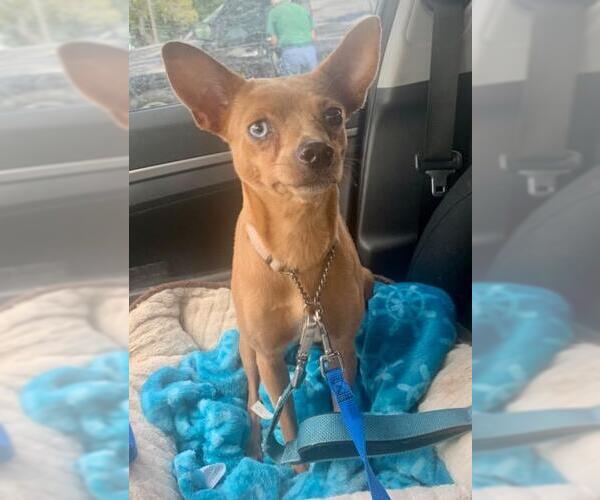 Medium Photo #6 Chipin Puppy For Sale in Plantation, FL, USA