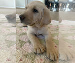 Small Photo #3 Labrador Retriever Puppy For Sale in SHERIDAN, WY, USA