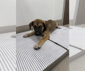 Labrador Retriever-Unknown Mix Dogs for adoption in Baytown, TX, USA