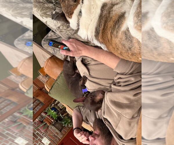 Medium Photo #7 Chihuahua Puppy For Sale in East Derry, NH, USA