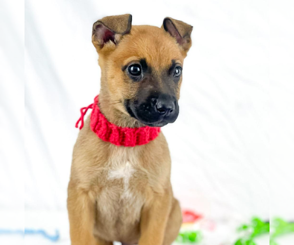 Medium Photo #1 Mutt Puppy For Sale in Woodbury, NY, USA