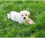 Small #8 Labrador Retriever