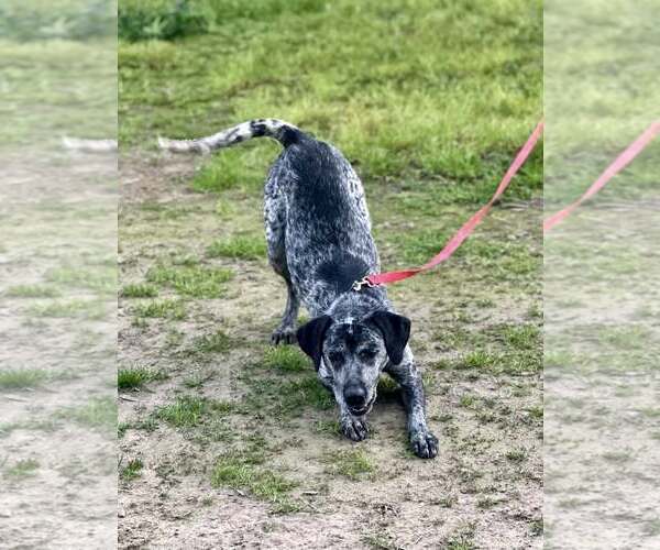 Medium Photo #2 Mutt Puppy For Sale in Paso Robles, CA, USA