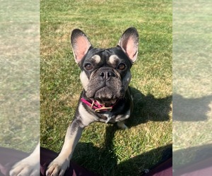 Mother of the French Bulldog puppies born on 04/22/2026