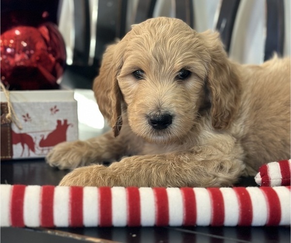 Medium Photo #8 Goldendoodle Puppy For Sale in DAWSONVILLE, GA, USA