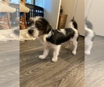 Small #2 Shorkie Tzu