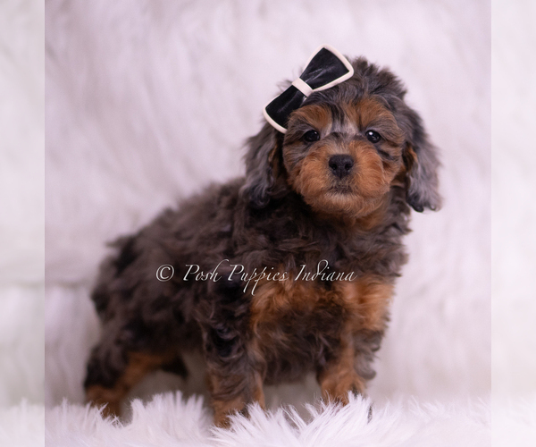 Medium Photo #114 Poodle (Toy) Puppy For Sale in WARSAW, IN, USA