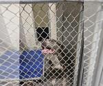 APPLE PIE - Female Mutt Dog for Adoption - Small photo