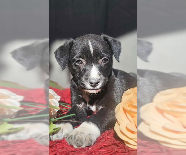 Medium Photo #4 Chihuahua-Unknown Mix Puppy For Sale in San Diego, CA, USA