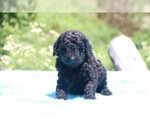 Small Photo #16 Poodle (Standard) Puppy For Sale in UNION CITY, TN, USA