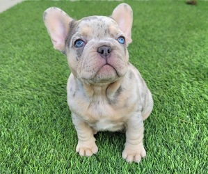 French Bulldog Puppy for Sale in LAS VEGAS, Nevada USA