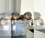 Small Photo #3 Rottweiler Puppy For Sale in FREEPORT, NY, USA