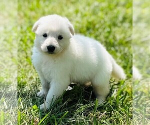 German Shepherd Dog Puppy for sale in CARDINGTON, OH, USA