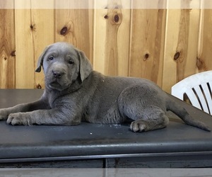 Labrador Retriever Puppy for sale in FREDERICKSBURG, OH, USA