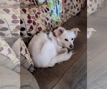 Small #15 American Eskimo Dog Mix