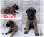 Small Photo #8 Malinois Puppy For Sale in OXNARD, CA, USA