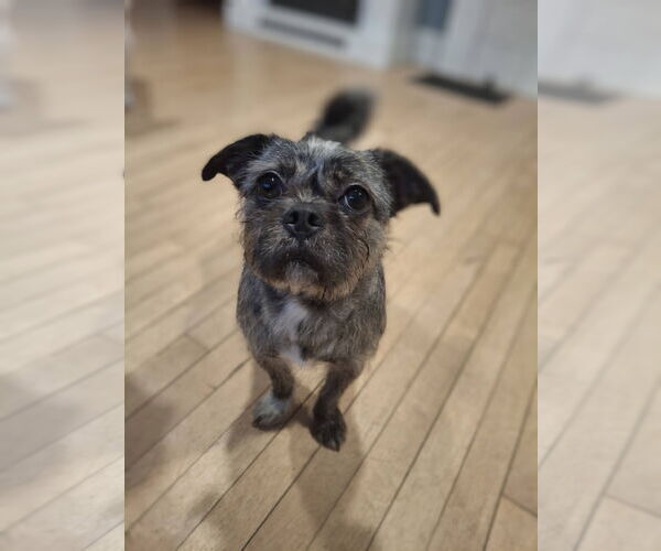 Medium Photo #2 French Tzu Puppy For Sale in Mukwonago, WI, USA