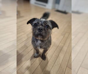 French Tzu Dogs for adoption in Mukwonago, WI, USA