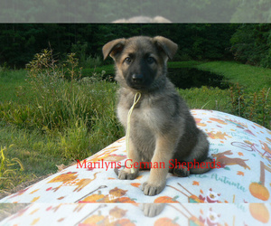 German Shepherd Dog Puppy for Sale in PIEDMONT, Missouri USA