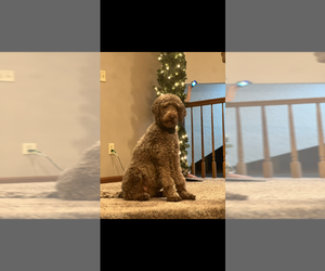 Mother of the Goldendoodle puppies born on 11/06/2025