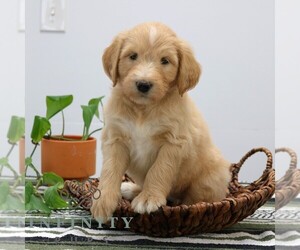 Goldendoodle (Miniature) Puppy for sale in STRASBURG, PA, USA