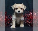 Small #2 Morkie