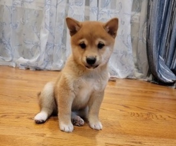 Medium Photo #14 Shiba Inu Puppy For Sale in CARPENTERSVILLE, IL, USA