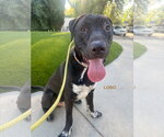 Small #3 Labrador Retriever Mix