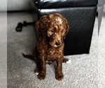 Small #3 Goldendoodle