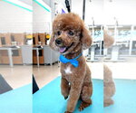 Small #4 Poodle (Miniature)